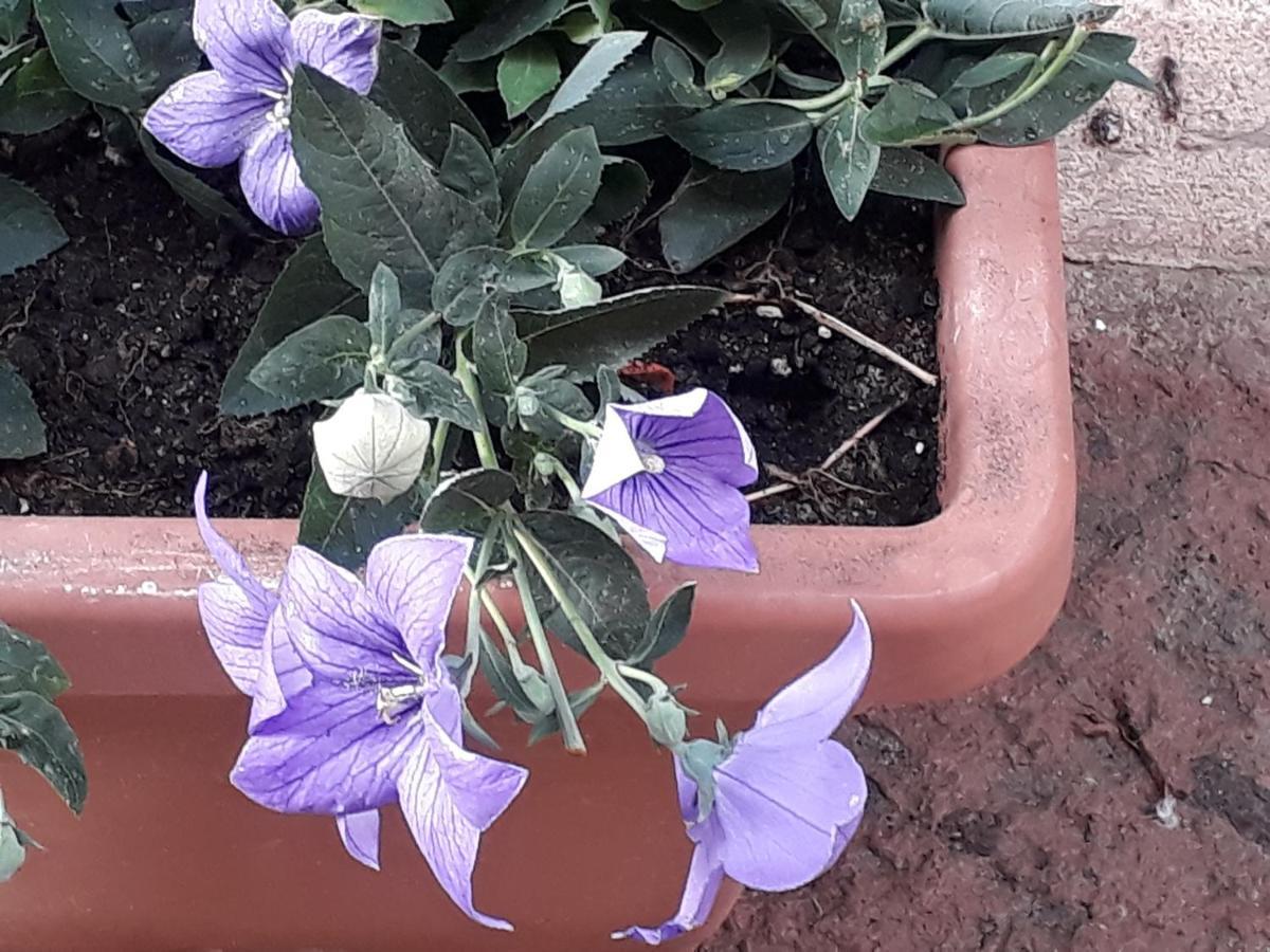 לינה וארוחת בוקר קאסטלסארדו L'Antico Faro מראה חיצוני תמונה